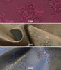 CHANTILLY | Jacquard à Motif Floral